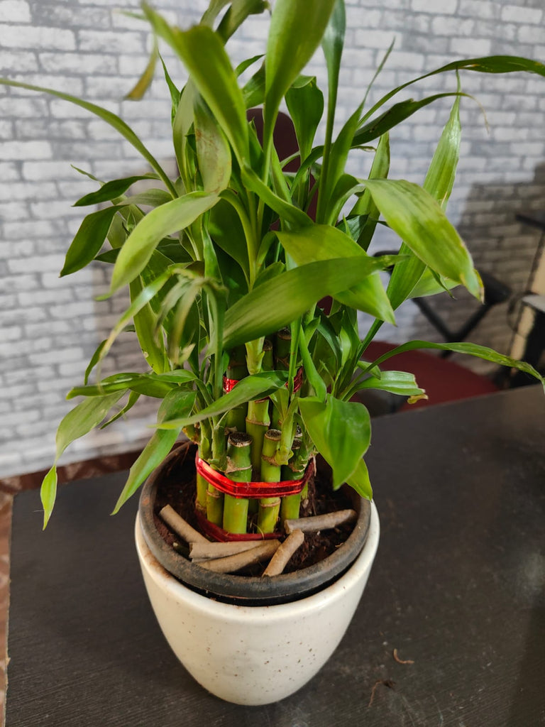 Bamboo Fertilizer Spike - 250 grams